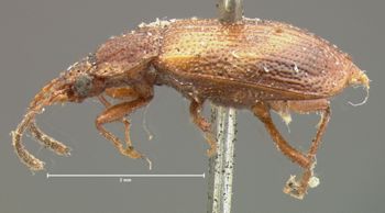 Media type: image;   Entomology 7365 Aspect: habitus lateral view